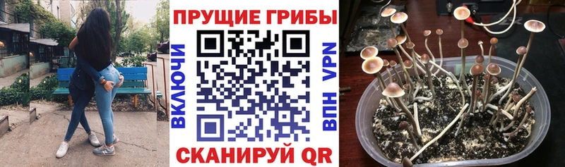 Галлюциногенные грибы Cubensis Княгинино